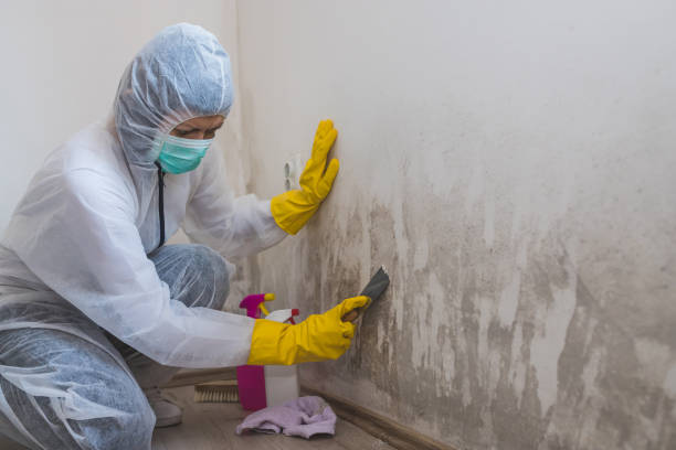 Office Mold Removal Services in Herrin, IL