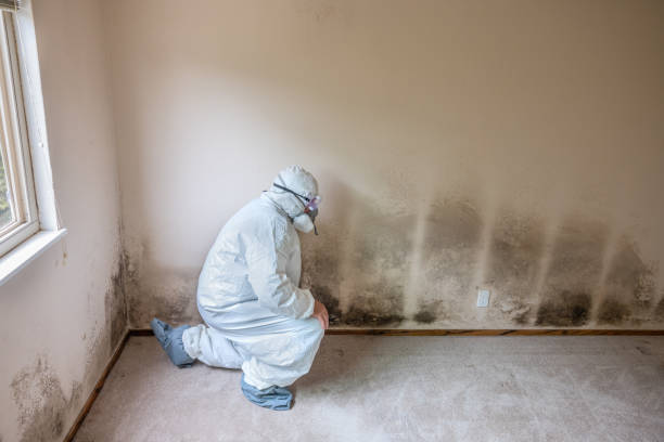 Best Mold Remediation  in Herrin, IL