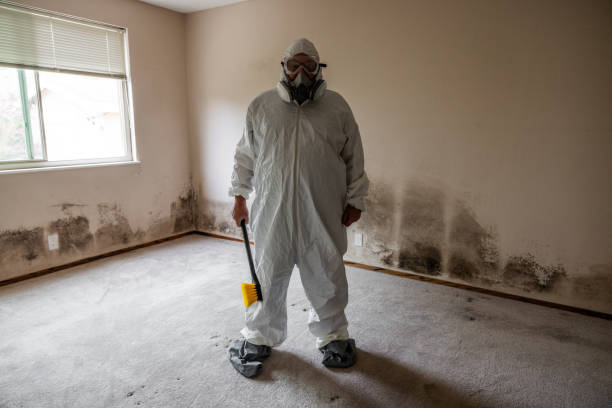 Trusted Herrin, IL Mold Removal Experts